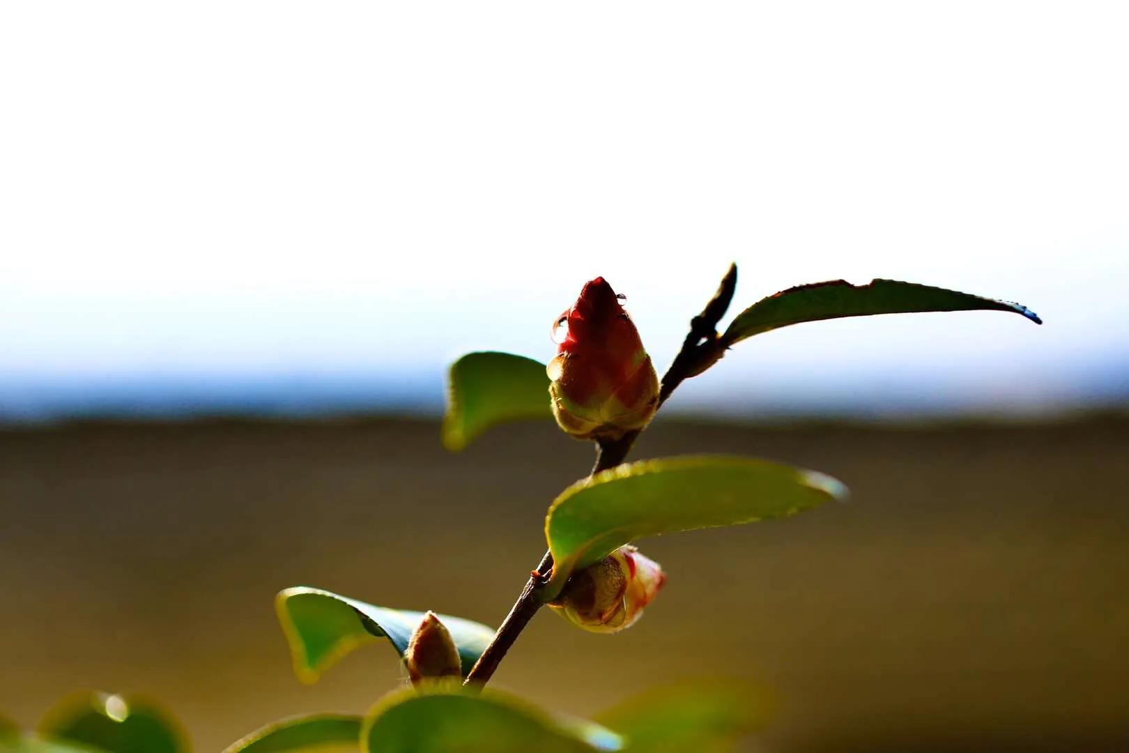 战胜癌症君,与肿瘤君抗争