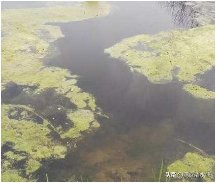 对虾池的青苔怎样处理,虾塘放石灰后死虾怎么处理