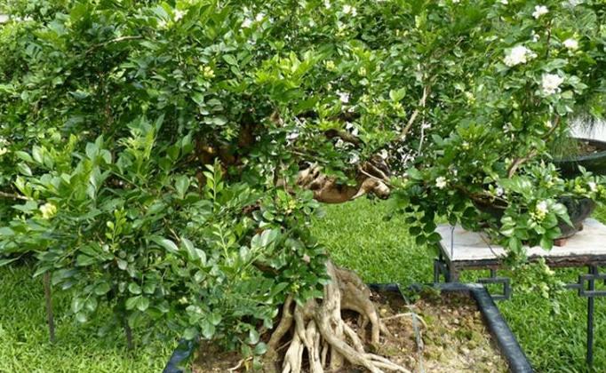 怎么养九里香才能开花,养好一盆九里香诀窍在这里