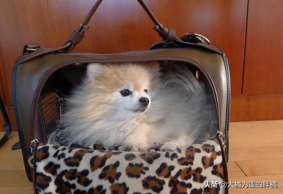 养博美要注意的事,养博美的千万要重视这几件事