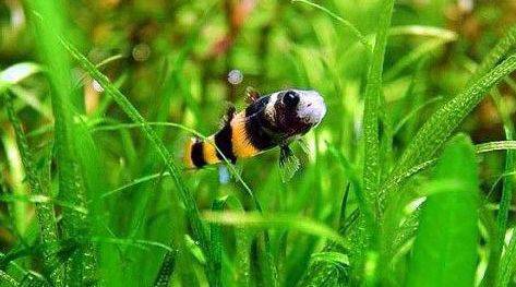 让你欲罢不能又爱又恨,这些观赏鱼简直太萌了