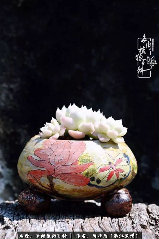 多肉最美的季节已来到,多肉最美的季节来临