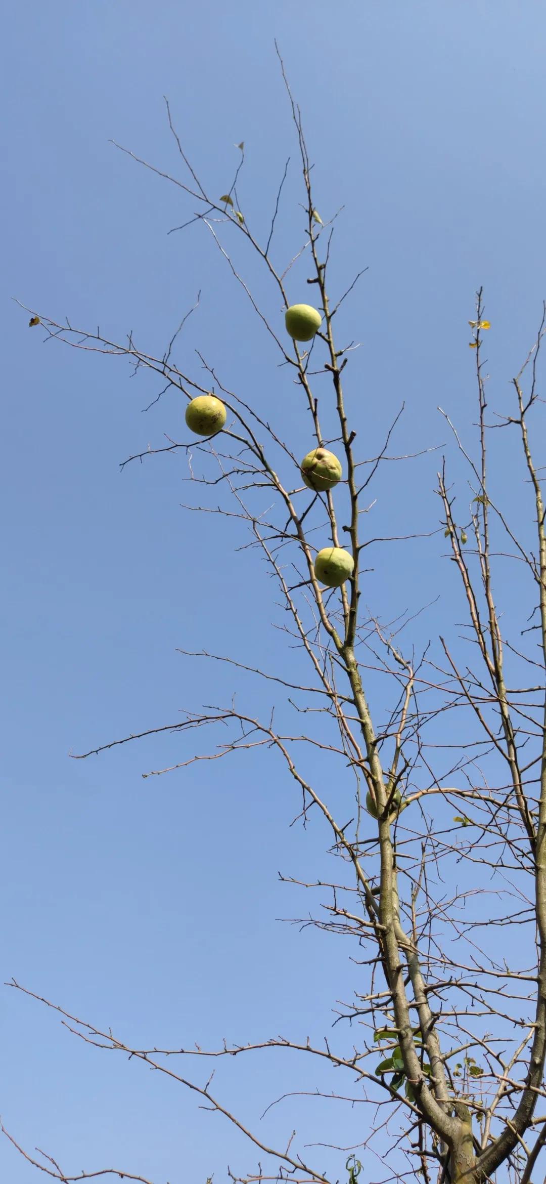 秋天的怀念原文,秋天的怀念作者