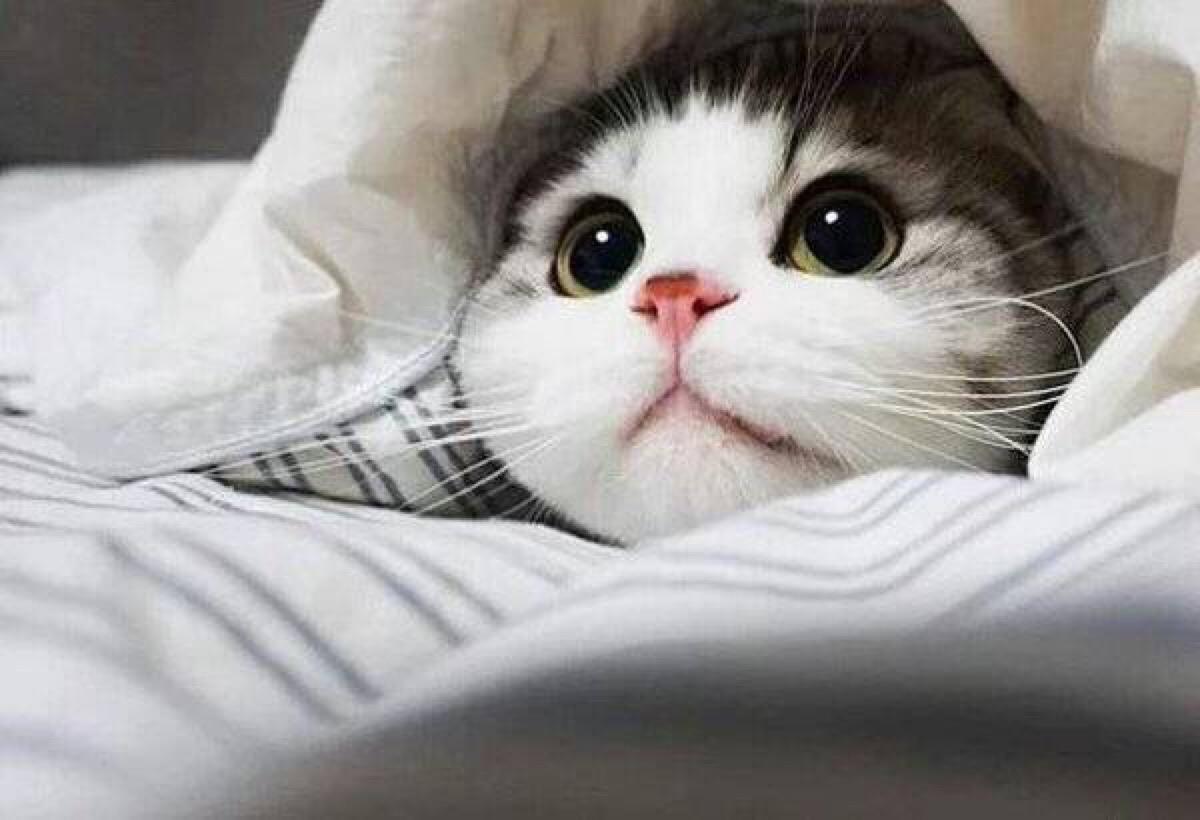 猫咪骨折和骨裂有什么表现,怎么判断猫咪尾巴是否骨折