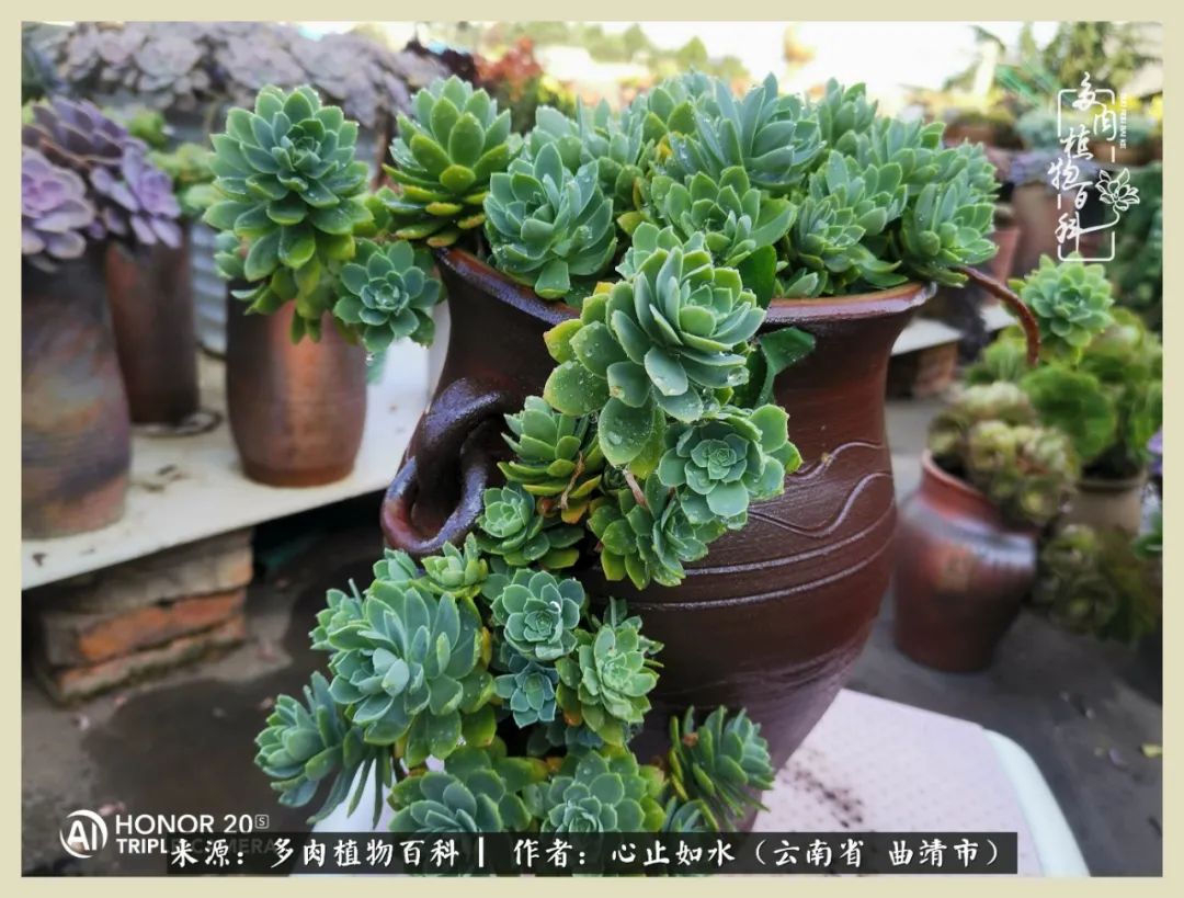 感谢陪伴感恩所有的遇见,让每个人都能感受到多肉的美好