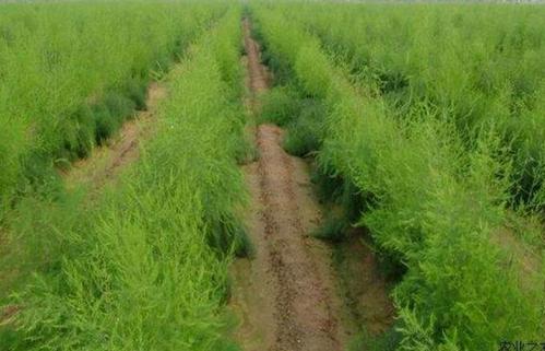 芦笋种植方法和施肥,种植芦笋如何施肥才长得好