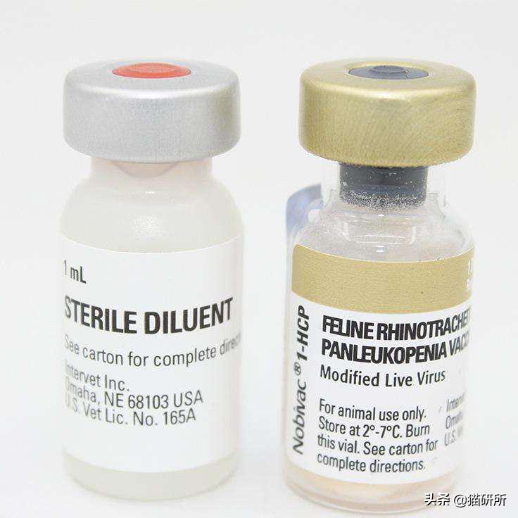 猫咪接种疫苗后局部红肿怎么处理,猫咪接种疫苗后哪些反应是正常的