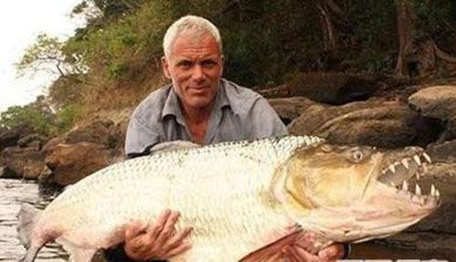 极具攻击性的观赏鱼有哪些,常见的攻击性强的观赏鱼