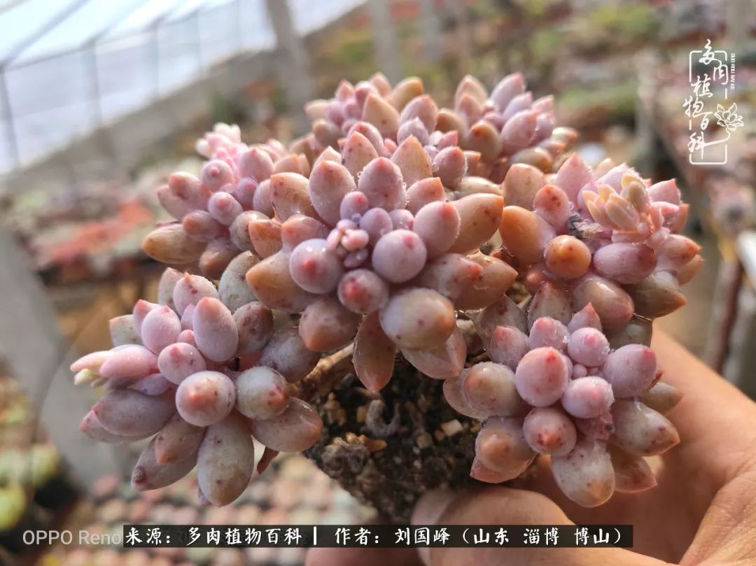 冬季室温20度以上多肉怎么养,贵的不一定就是好的便宜的