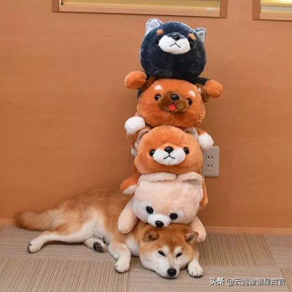 日本一博主给自家的两只柴犬买了几十只玩偶每天上演真实版找不同