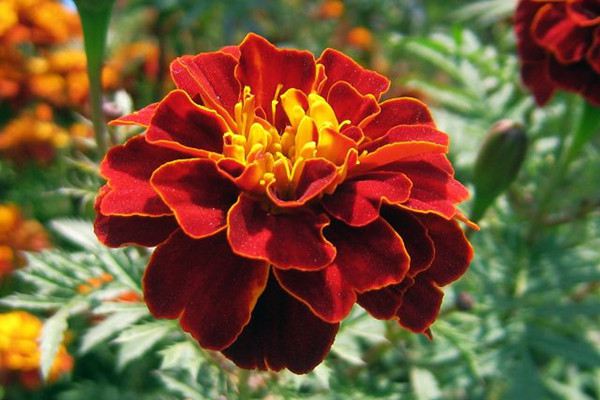 五一草花摆放的图片,春天常见的40种花图片