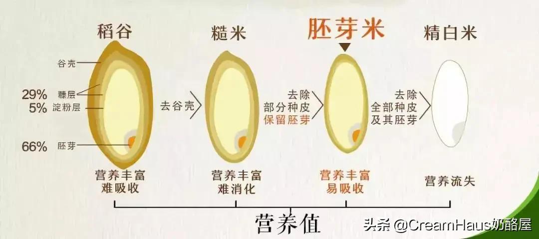 市面上的胚芽米有哪些,有必要买有机胚芽米吗