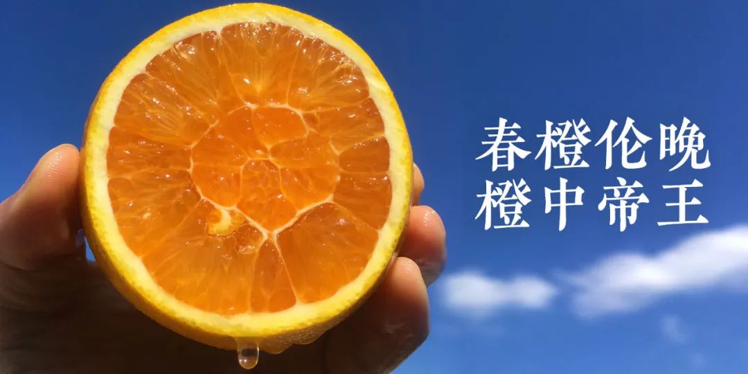 秭归夏橙和伦晚橙的区别,秭归伦晚帝王橙