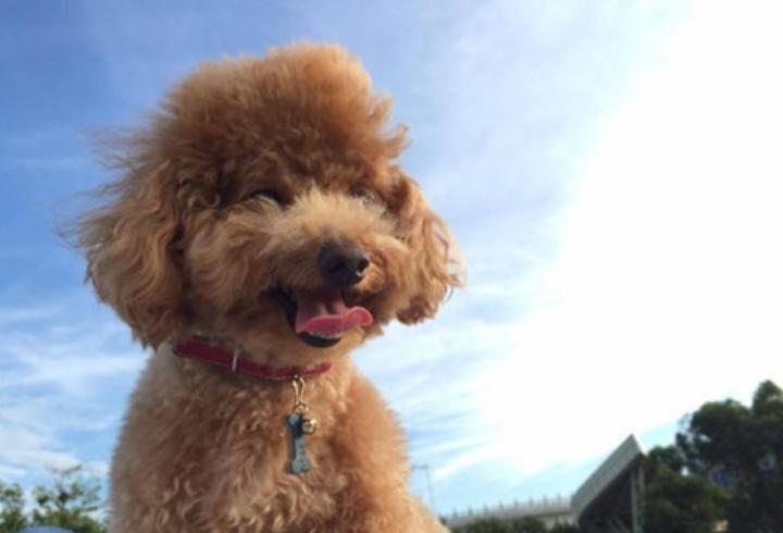 泰迪狗狗嘴巴毛怎么修,泰迪嘴臭怎么回事啊