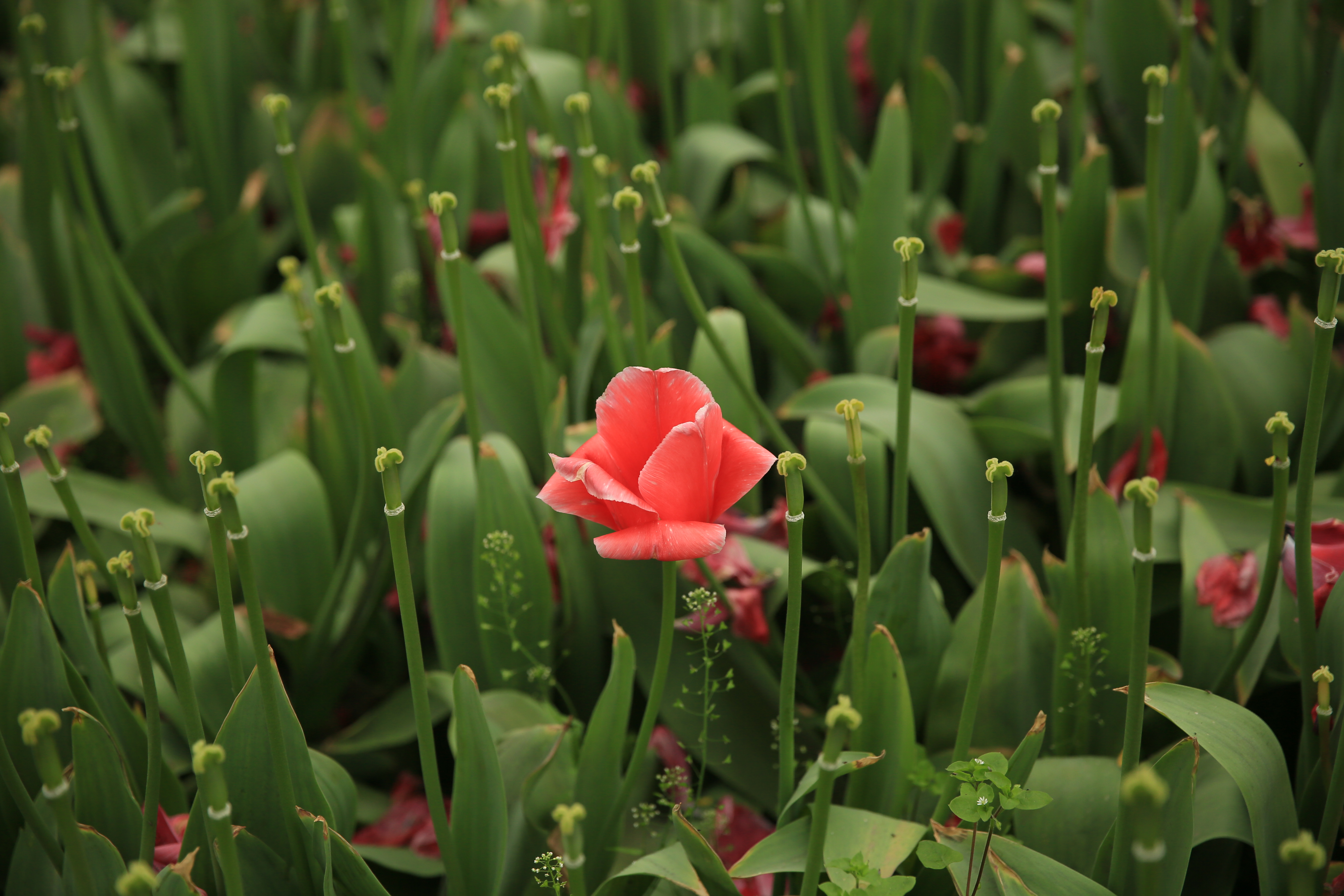 钂叉睙鐭宠薄婀栧ソ鐜╀笉,钂叉睙鐭宠薄婀栧ソ鑰嶅悧