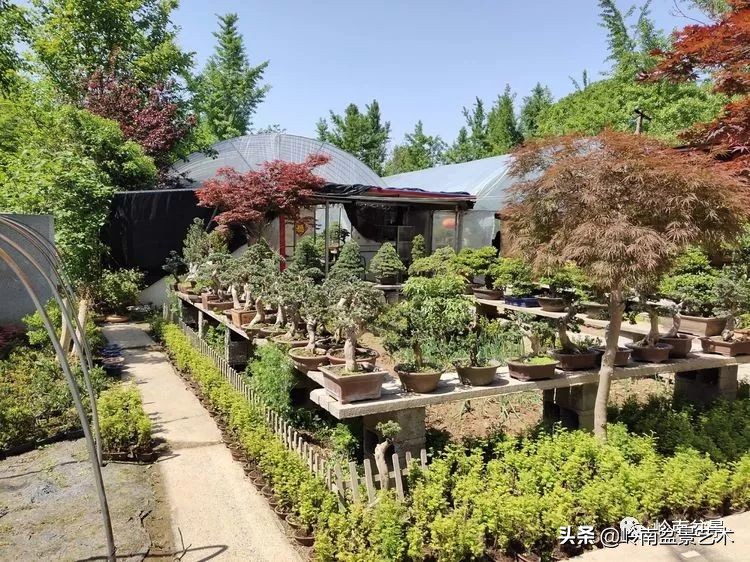 盆景产业的前景,我的盆景创业之路