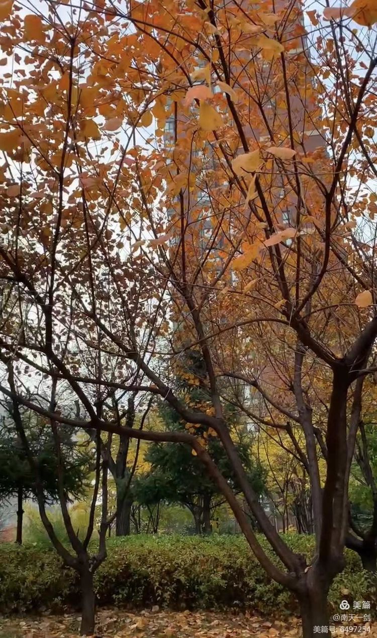 霜降粤语版,霜降粤语歌曲