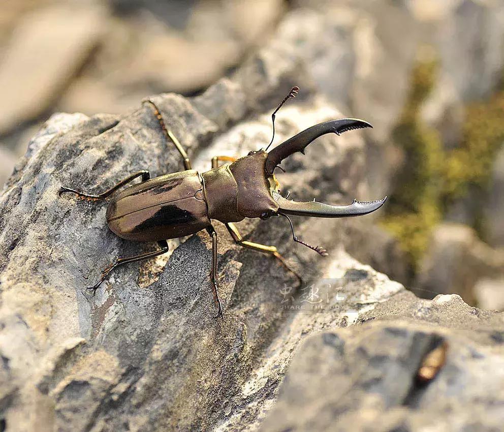素描昆虫螳螂,甲壳虫素描图片简单画法