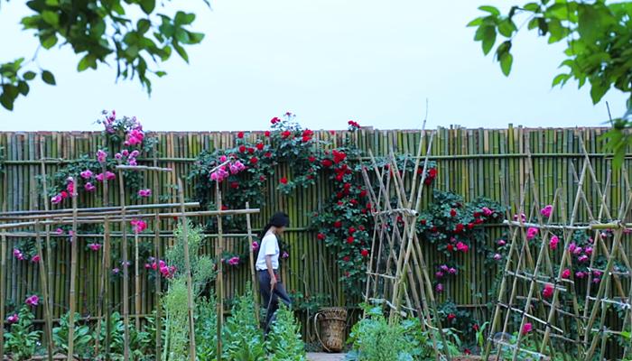 李子柒挖竹笋全过程视频,李子柒制作春笋视频