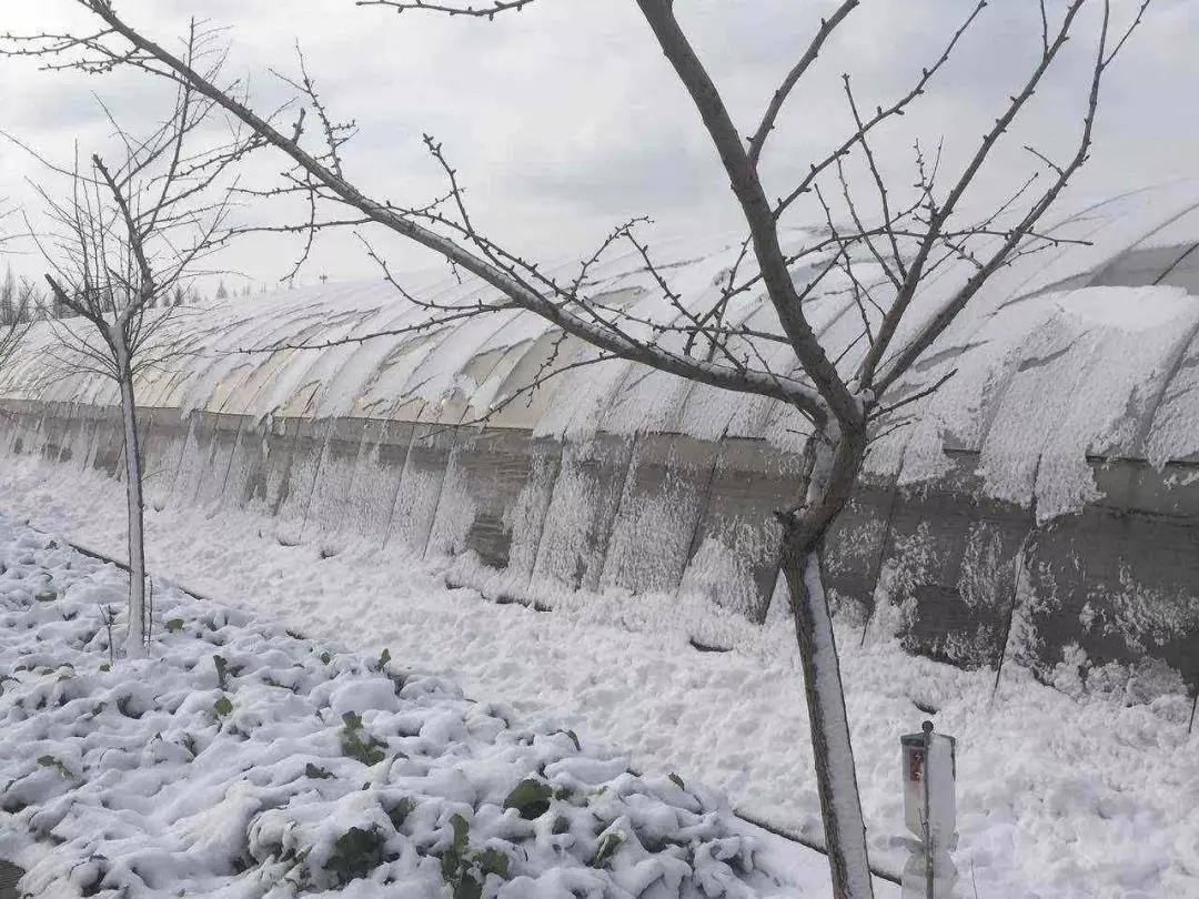 连续雨雪天大棚怎样管理,连续几天雨雪大棚育苗怎么管理