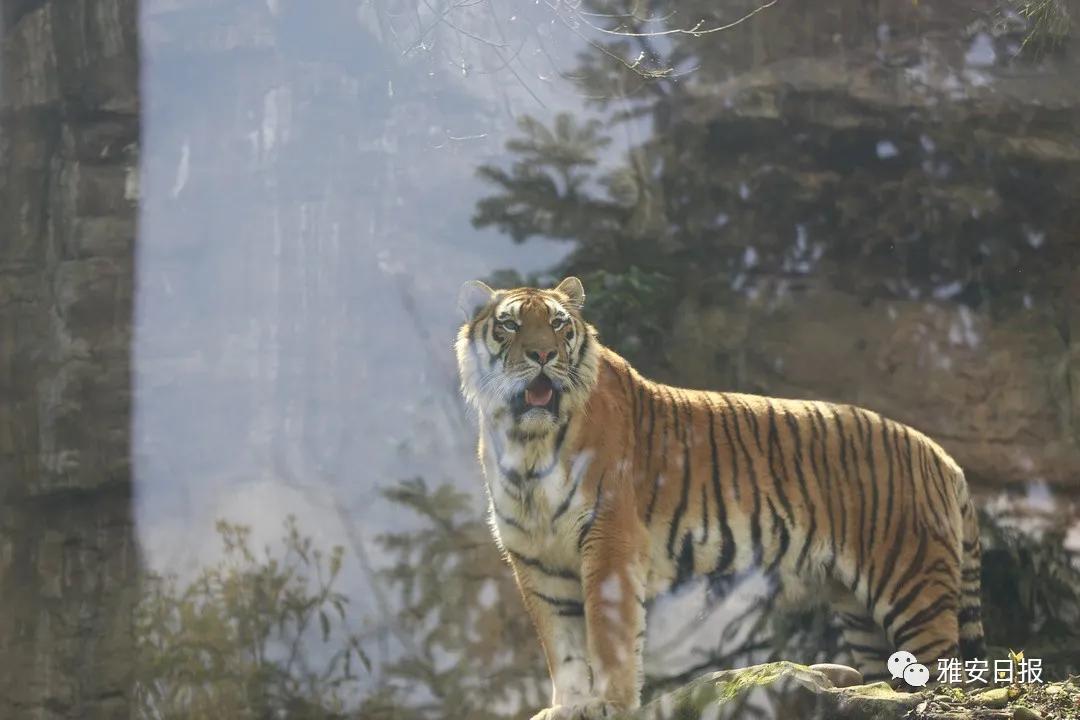 来雅安旅游,雅安二郎山休闲特色民宿