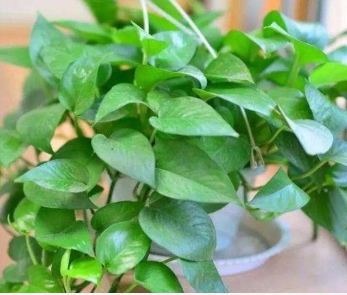 绿萝换盆后施肥过多黄叶怎么办,绿萝黄叶蔫了能换土吗