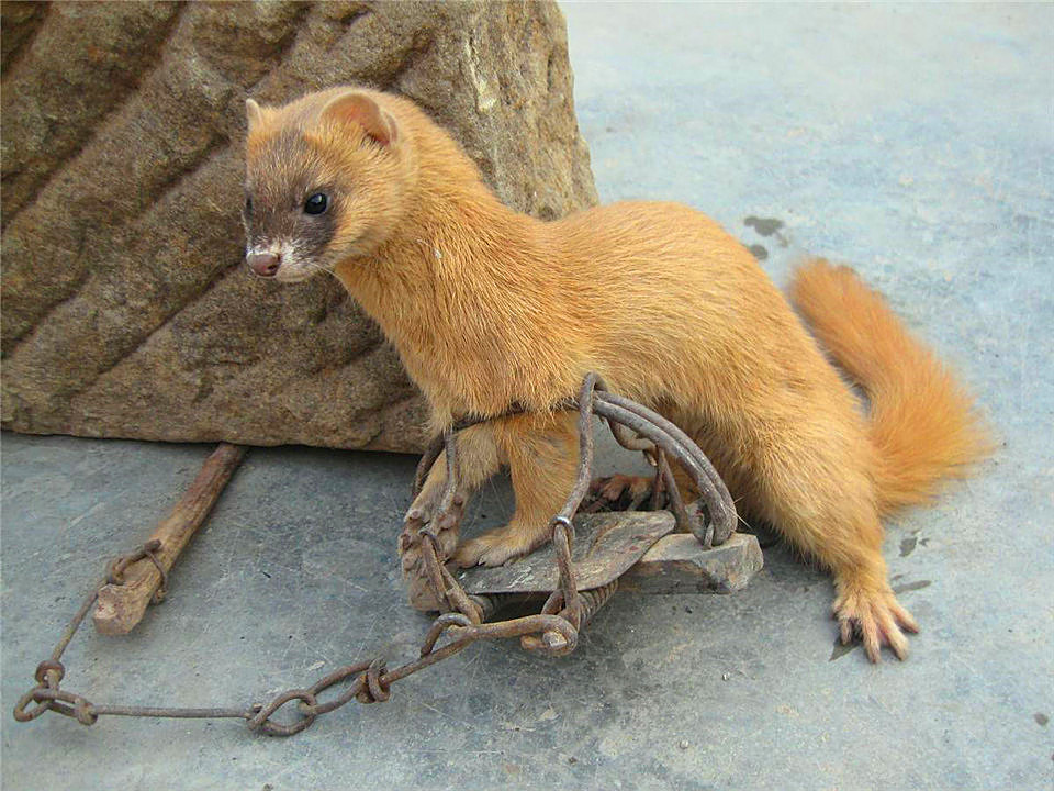 3年杀1.2万只“黄大仙”,被罚960万,其实农民这几种行为也违法