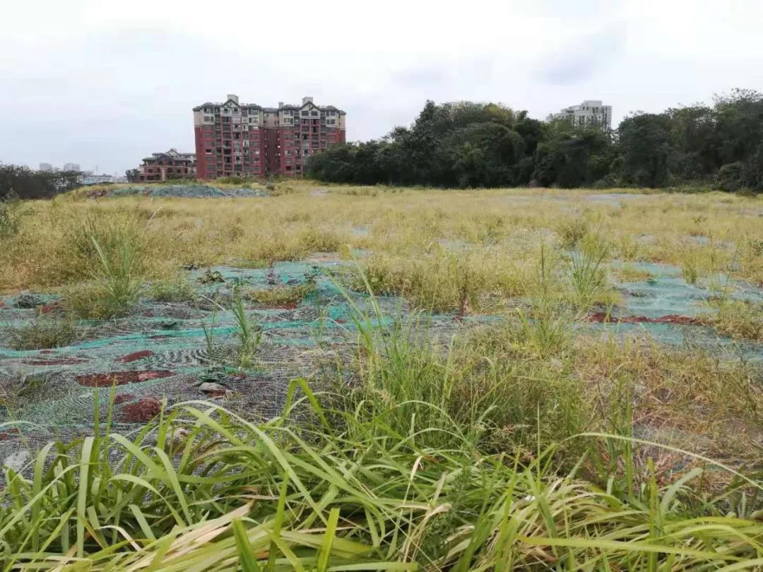 竞拍胜出,圆梦西永,金科现场喊牛不?