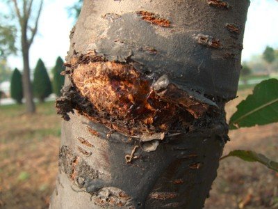 专治樱桃树流胶高效药,樱桃树涂干肥可以治流胶吗
