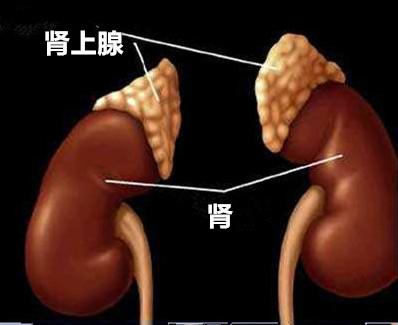 高血压不用药物能治疗吗,高血压微创非药物疗法