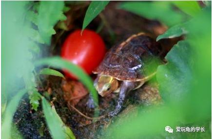 黄缘龟该如何造景,黄缘龟造景用河沙