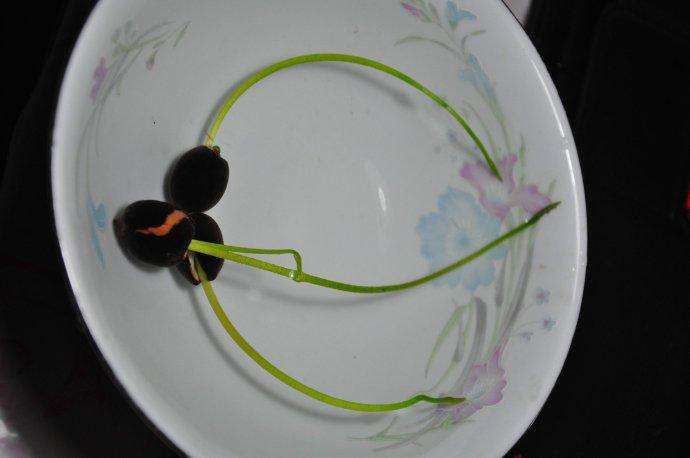 碗莲夏天的养殖方法,碗莲夏天可不可以种