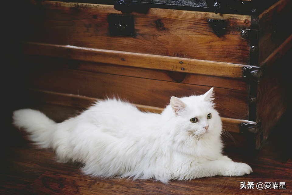 猫咪日常清洁护理，这七件事你做了吗？