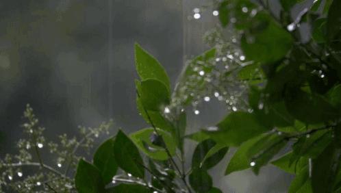 透明的淤泥已带走荷塘的清香，檀香做花蕊，晃动一寸眼前的山河