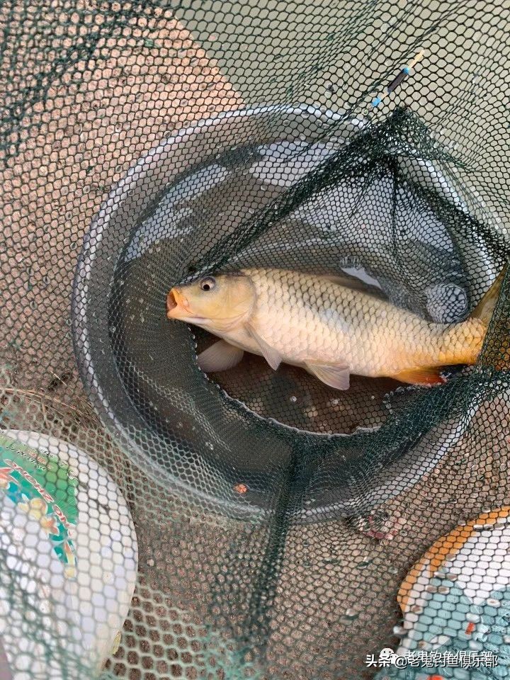 郭宅水库，老鬼“老三样”显神威