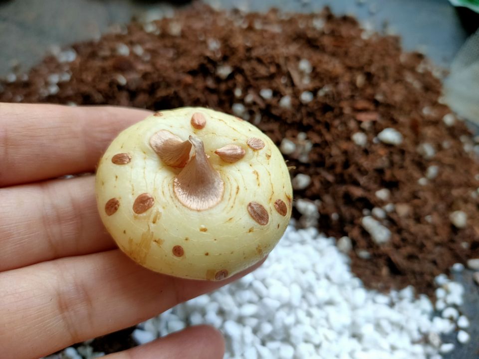 番红花种植方法,番红花为什么被称为植物之王