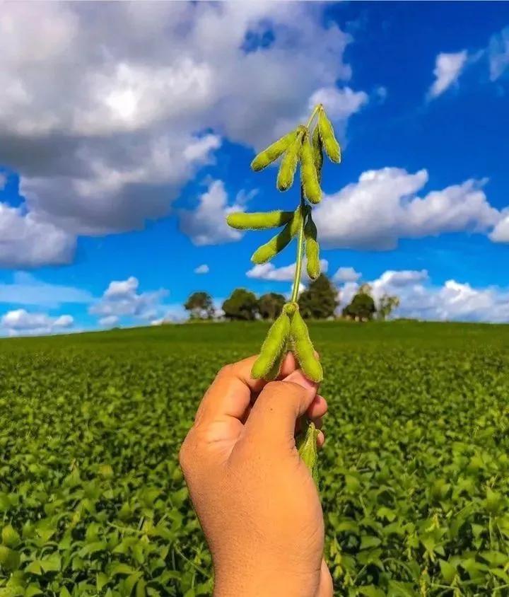 用钱去做农业会怎样,去农村搞种植业投资怎样做最好