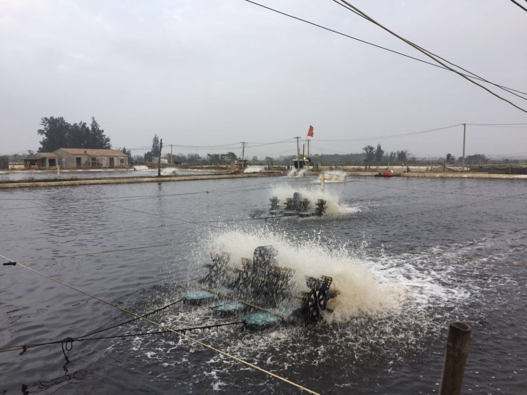 八种常见水产养殖水质！速来辨别你的池塘