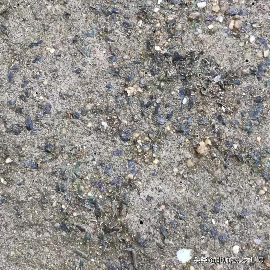 报告！暑假有UICer留校养鱼、看海