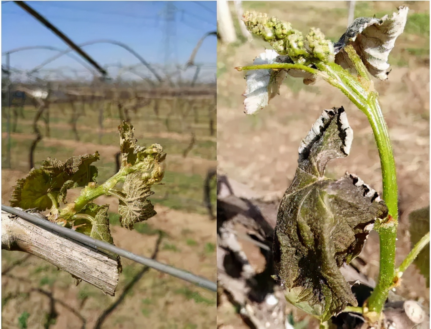 葡萄霜冻后还结葡萄吗,葡萄防霜冻打什么药