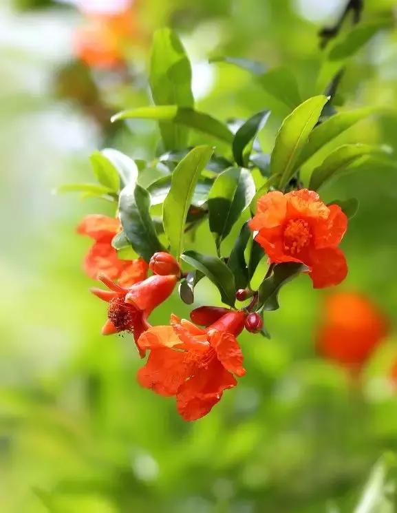 五月榴花照眼明是谁写的,五月榴花照眼明下一句