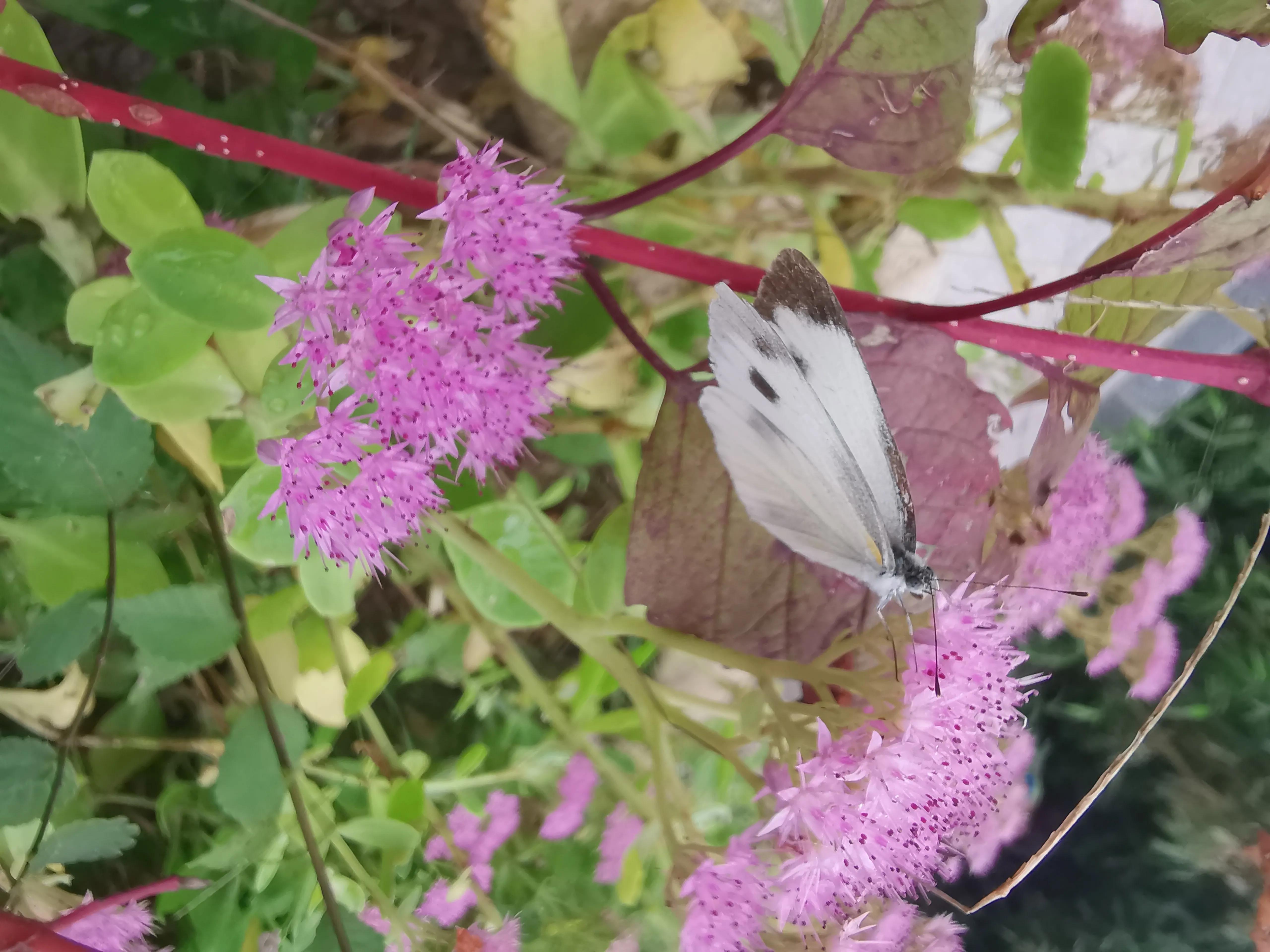 凤山温泉,北京金隅凤山温泉特色