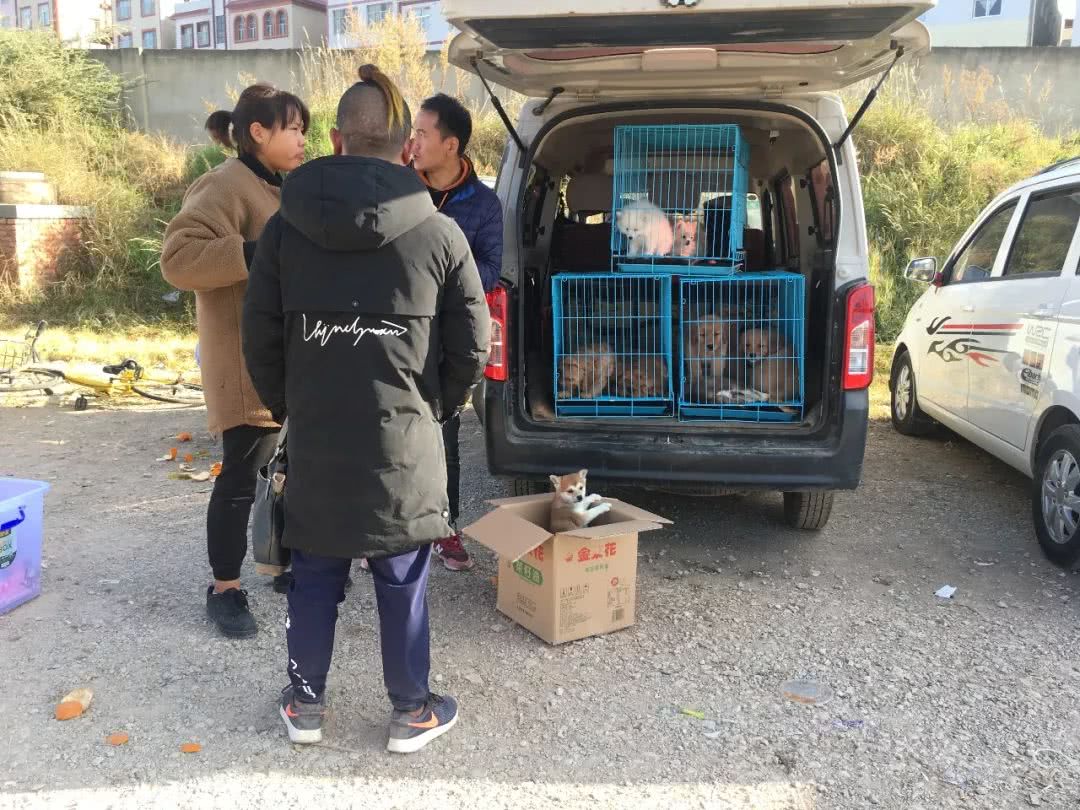 狗市：狗贩出售柴犬4千元，称血统纯正！买家：请出示证书