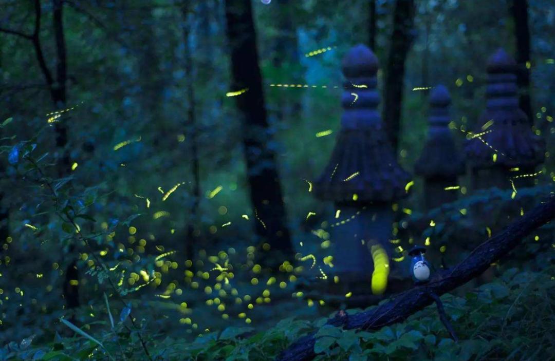 夏天夜晚描写萤火虫的诗句,描写夏天萤火虫翩翩飞舞的诗句
