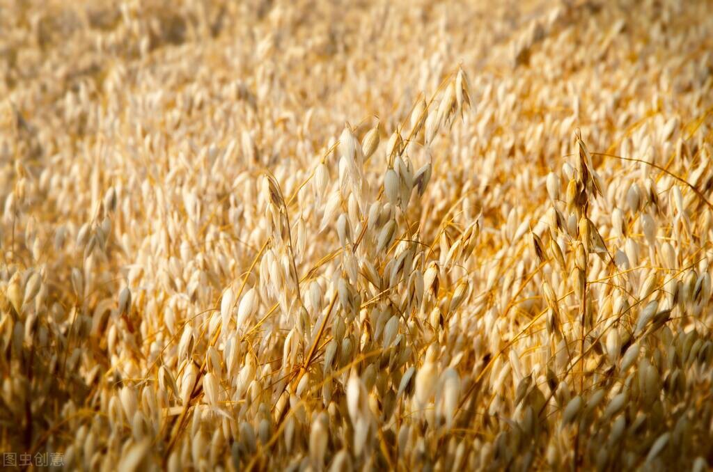 小麦赤霉和呕吐毒素的研究,国家粮食局小麦呕吐毒素检测