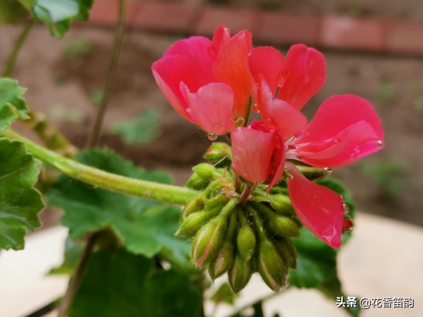 绣球花300字作文,300字散文美文摘抄