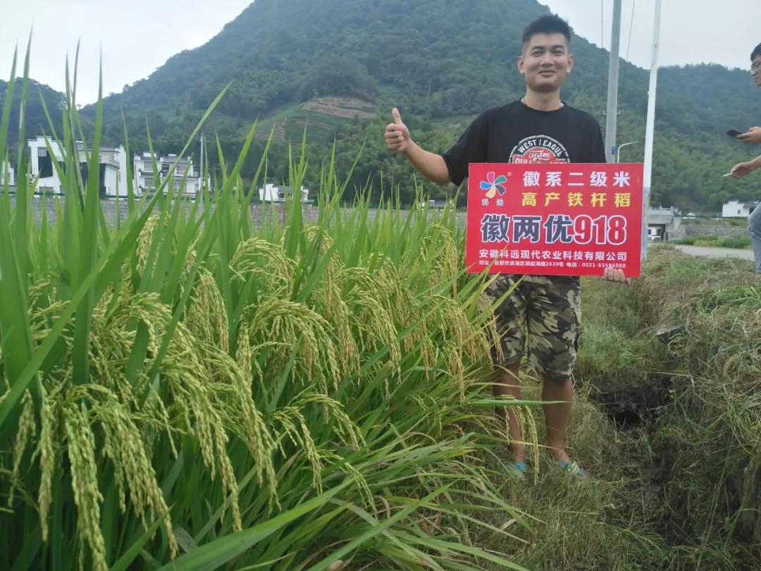 徽两优1577第一名高产稻种,徽两优985稻种简介