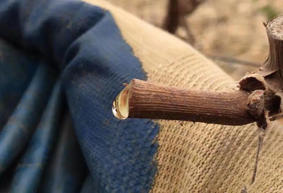 葡萄伤流怎样控制,葡萄伤流对葡萄有什么影响