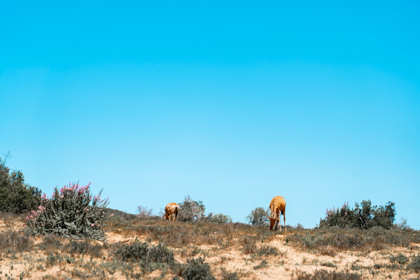 南非自驾游,南非自驾游最新
