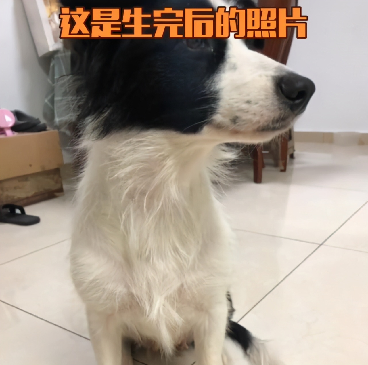 要不要让小狗生宝宝,该不该让狗生小孩